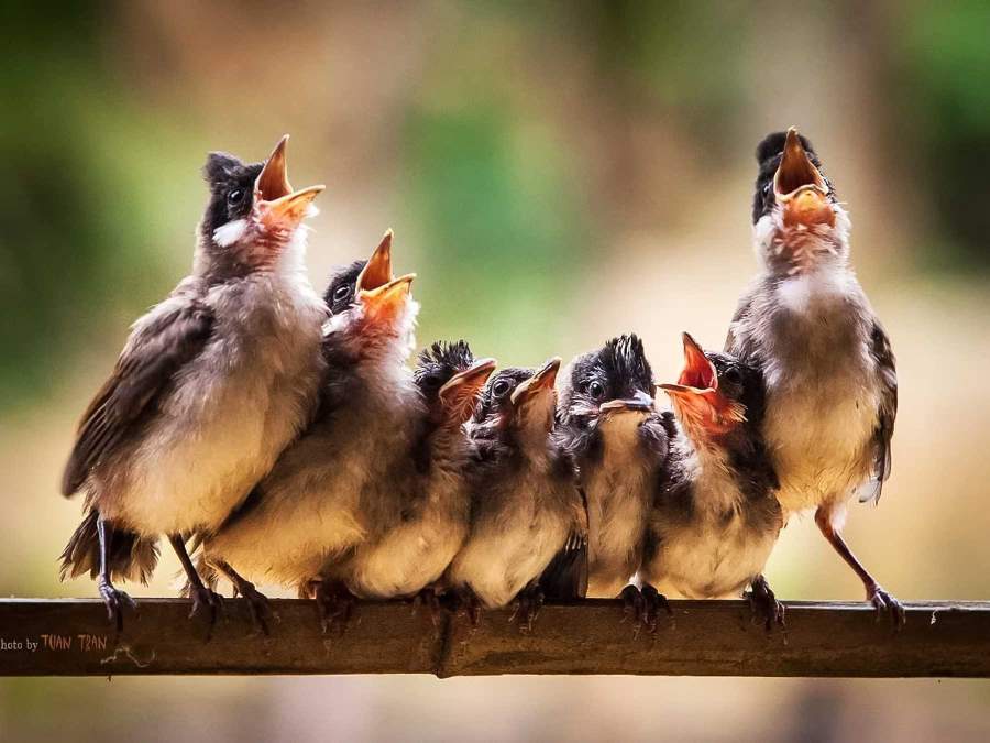 Zeven vogeltjes zingend op een stokje